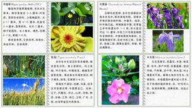 湿地公园