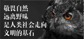 野生动物鹰老鹰野生保护