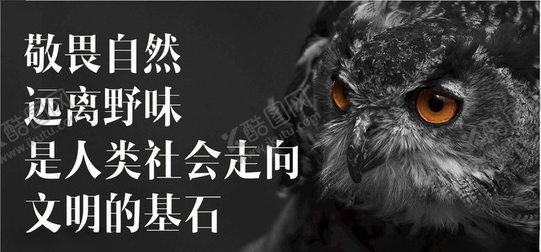 编号：18355310211122289139【酷图网】源文件下载-野生动物鹰老鹰野生保护