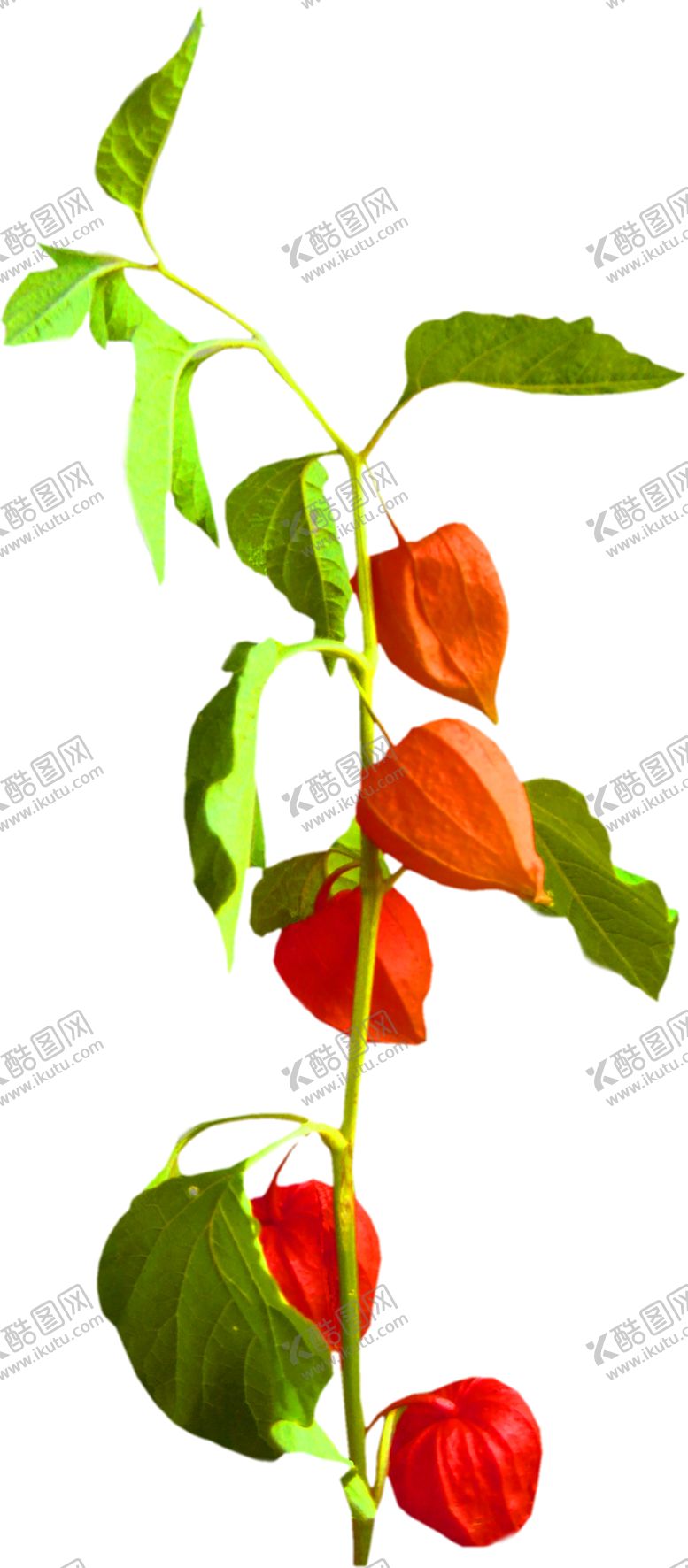 编号：95574707050650168567【酷图网】源文件下载-鲜花装饰