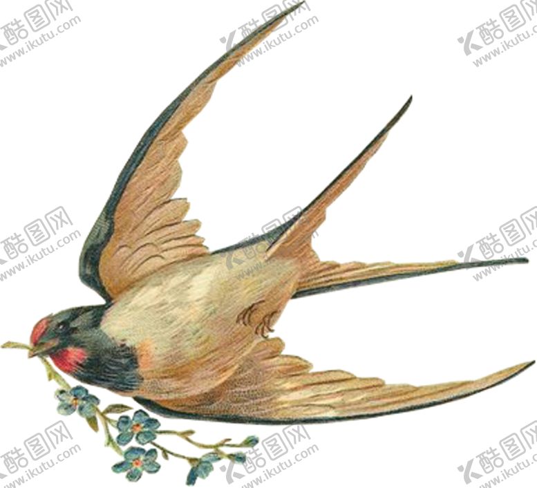 编号：63604009292041295153【酷图网】源文件下载-燕子