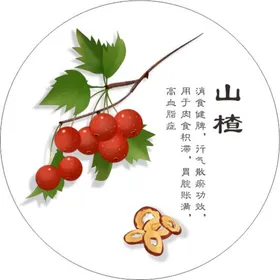 山楂草药手绘植物