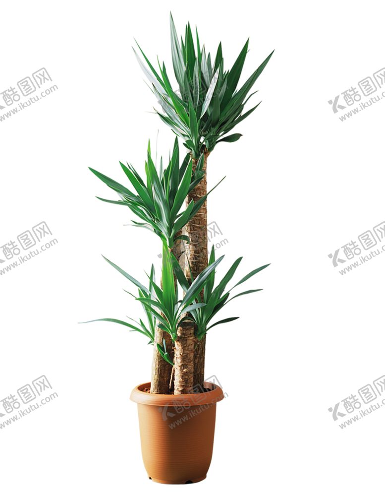 编号：40898607140752285533【酷图网】源文件下载-植物