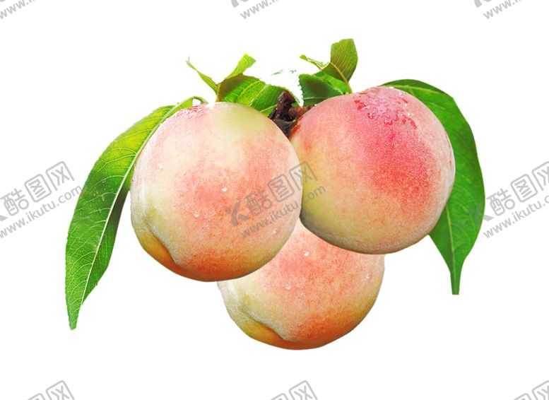 编号：97882909240438515882【酷图网】源文件下载-水果