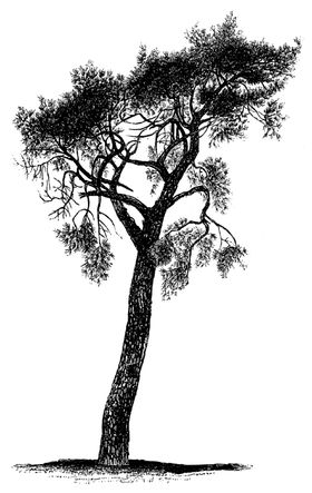 树木手绘
