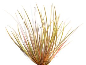 树叶绿叶植物免扣素材