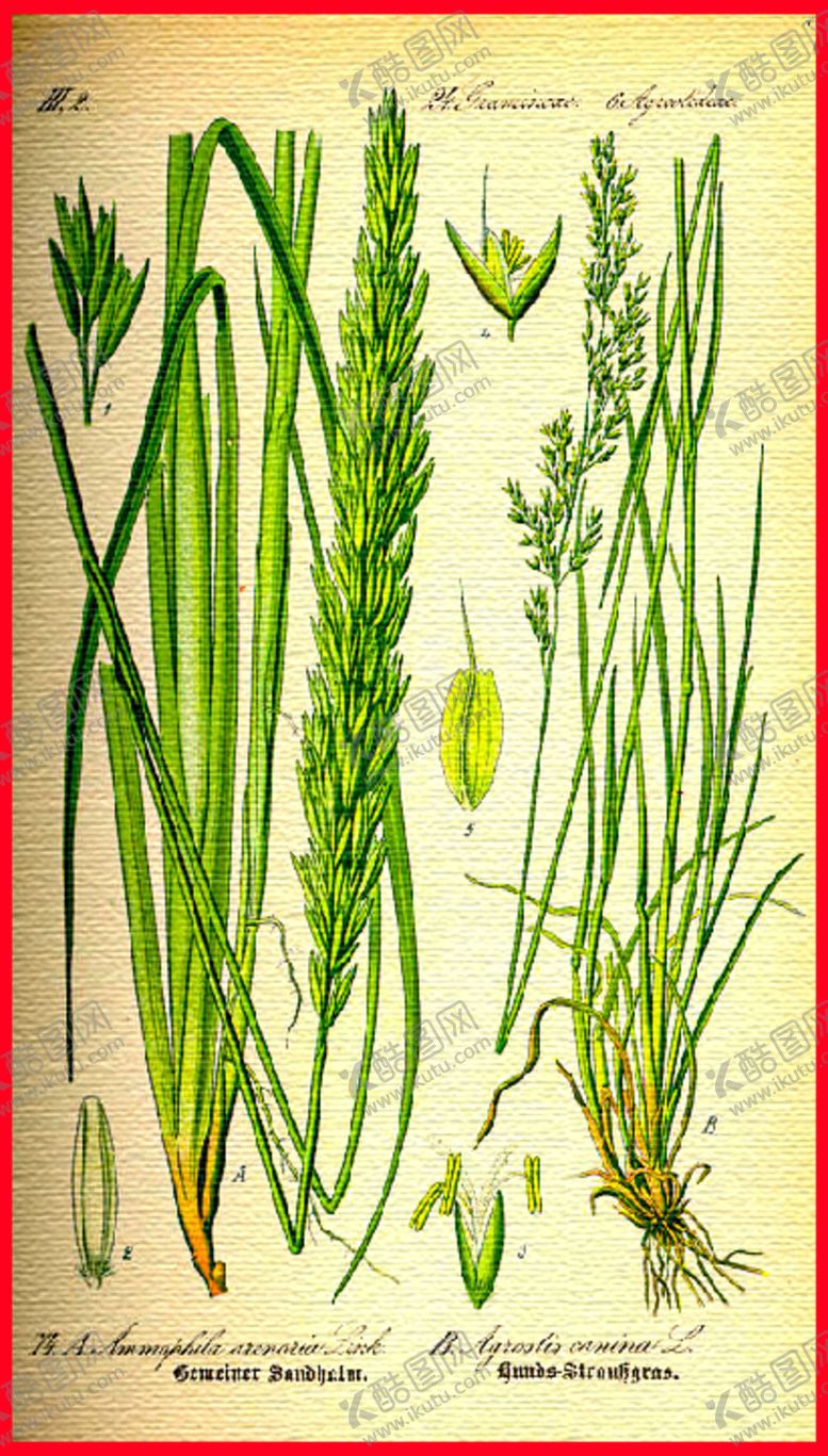 编号：19728310122258247433【酷图网】源文件下载-植物花卉