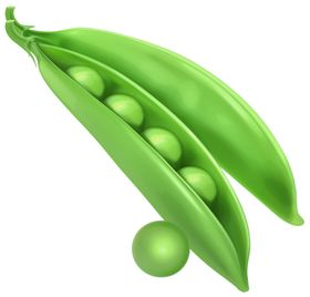 豌豆