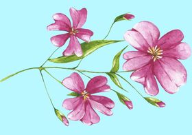 花卉树叶
