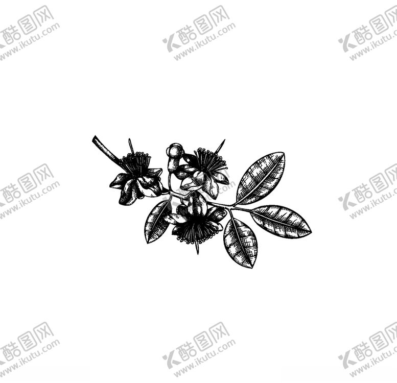 编号：44508407051943238195【酷图网】源文件下载-手绘植物