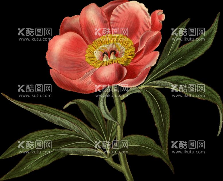 编号：97057311190046204940【酷图网】源文件下载-鲜花花朵植物         