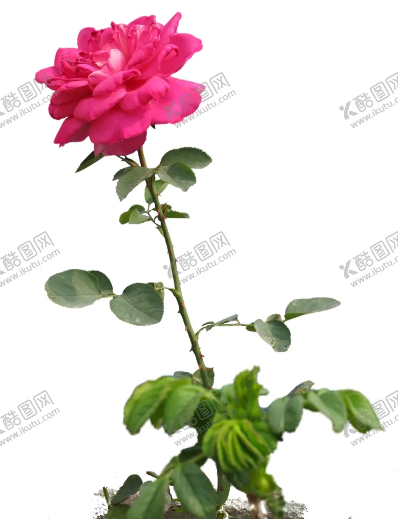 编号：30639607020508136550【酷图网】源文件下载-玫瑰月季花