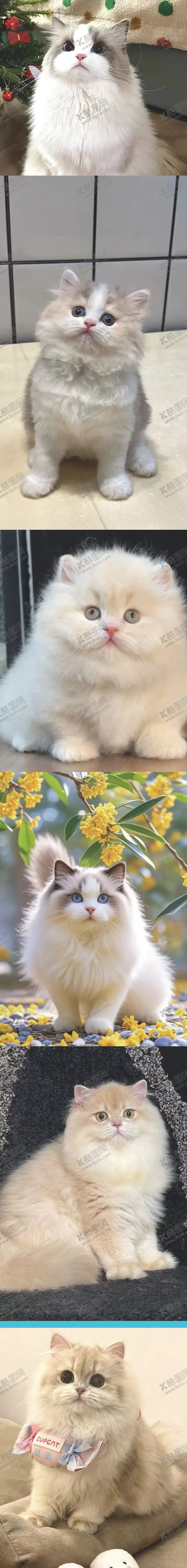 编号：90024303012325447796【酷图网】源文件下载-宠物