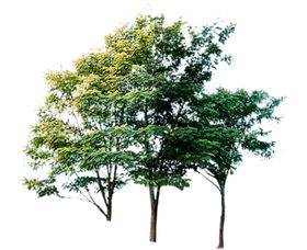 绿色植物