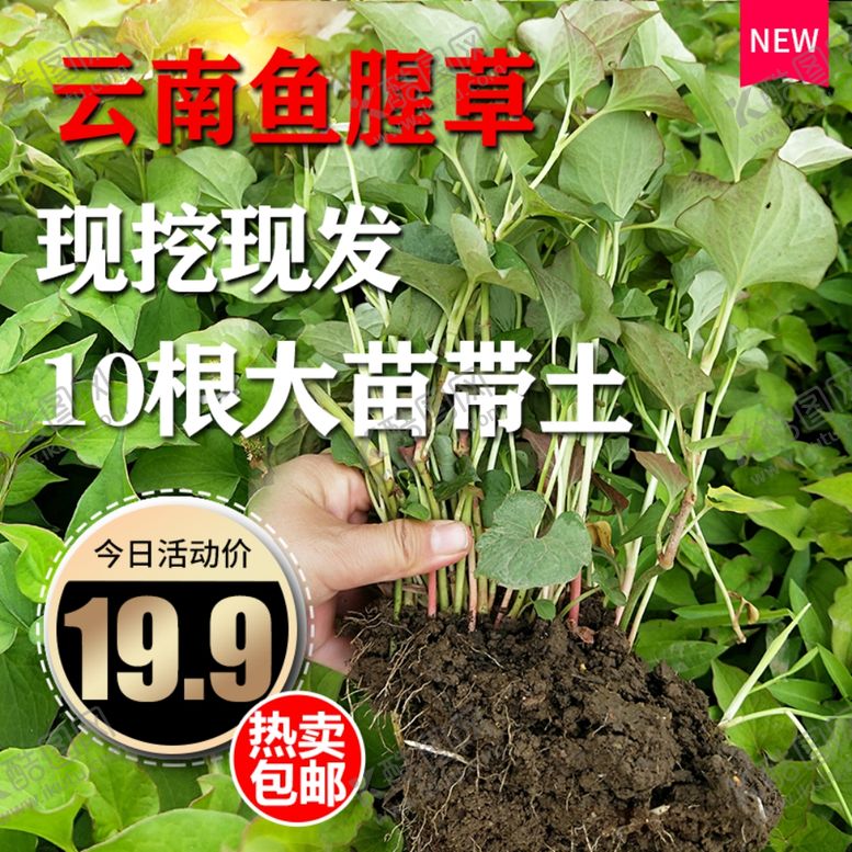 编号：76875009201309105115【酷图网】源文件下载-折耳根