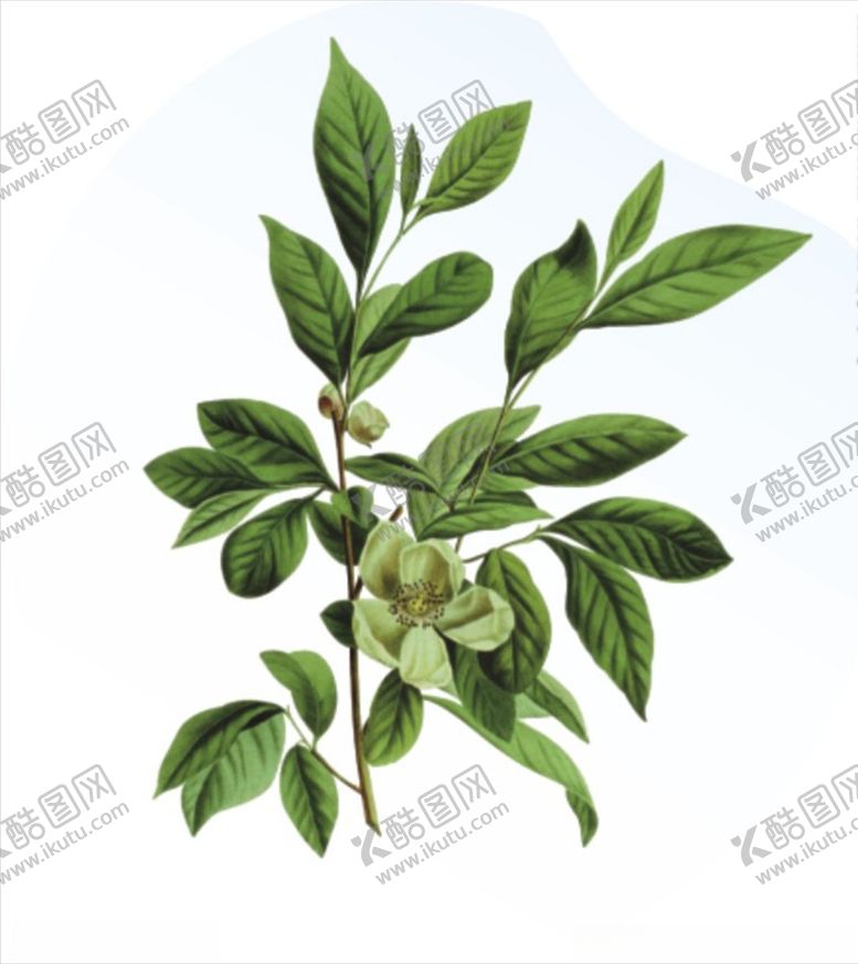 编号：59084810151557534000【酷图网】源文件下载-药材