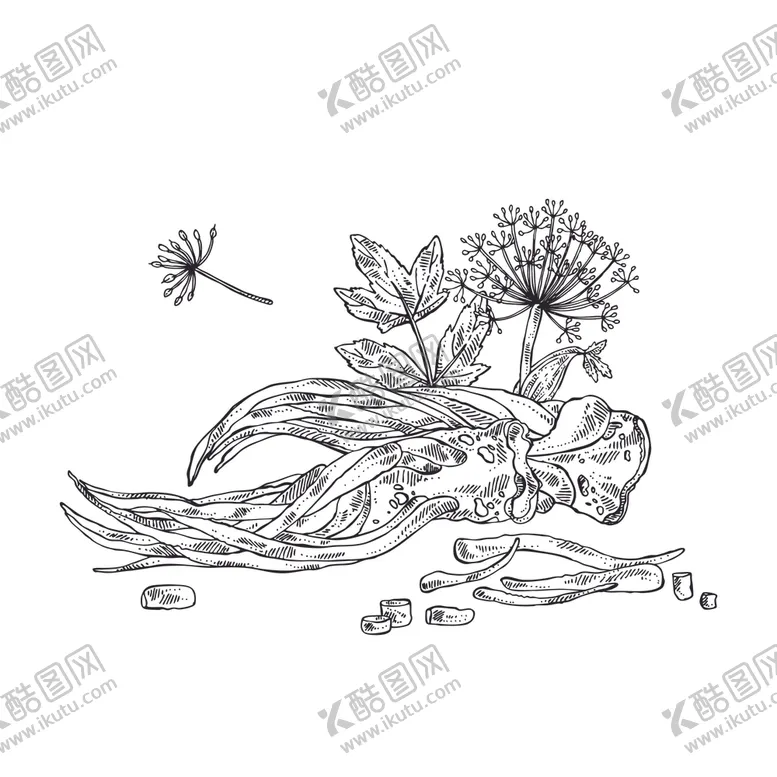 编号：44016101251753593460【酷图网】源文件下载-当归线描插画