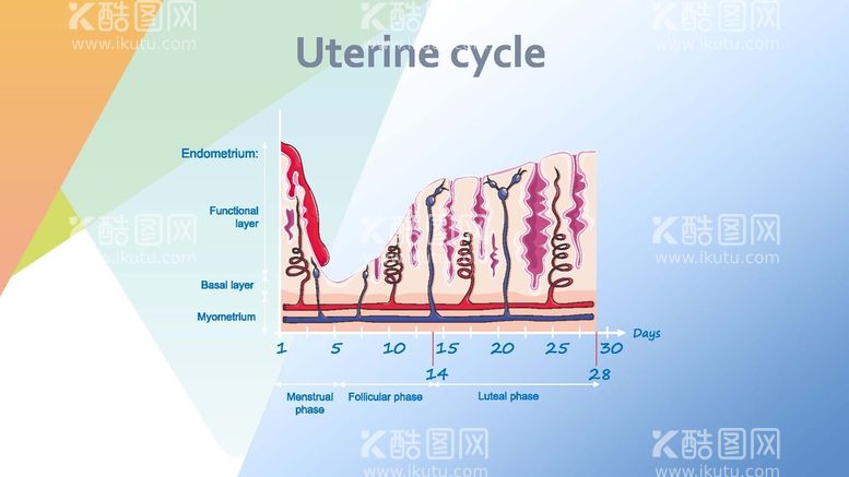 编号：43160212200414394208【酷图网】源文件下载-子宫周期
