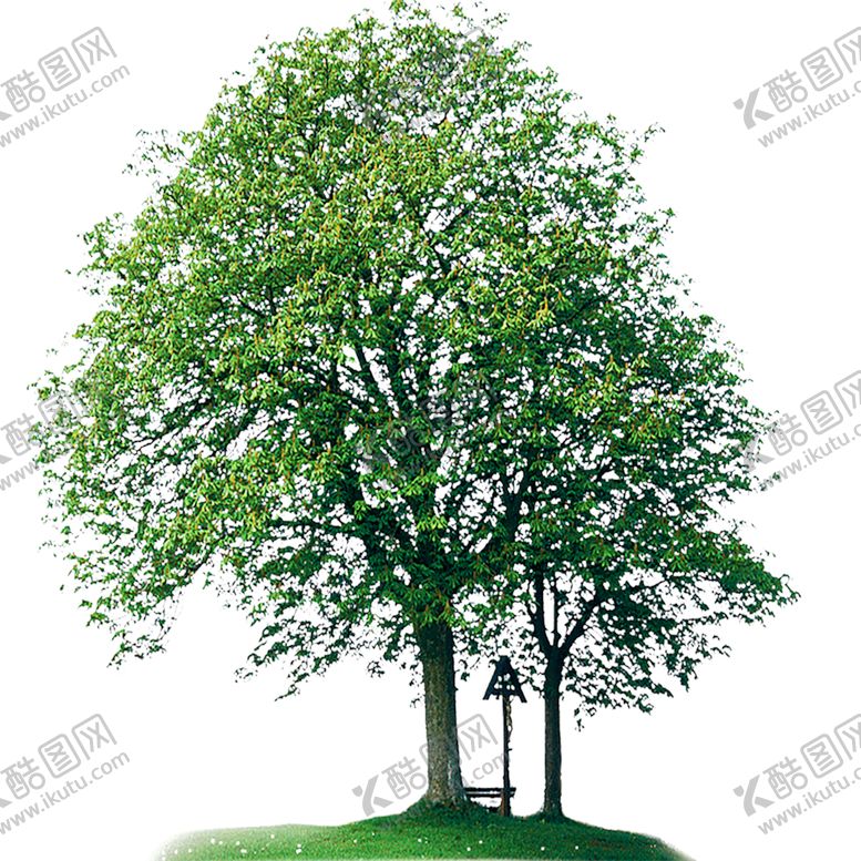 编号：62961007040925124961【酷图网】源文件下载-绿色植物