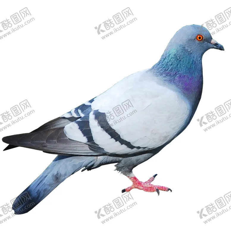 编号：56923503132227578098【酷图网】源文件下载-和平鸽