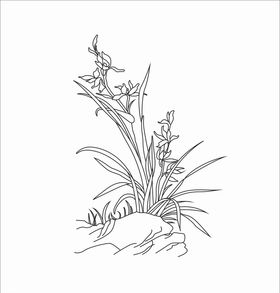 白描兰花