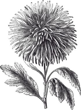 线描植物