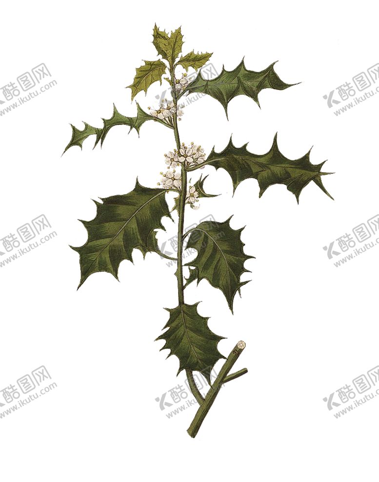 编号：82472309291137111801【酷图网】源文件下载-绿色相框