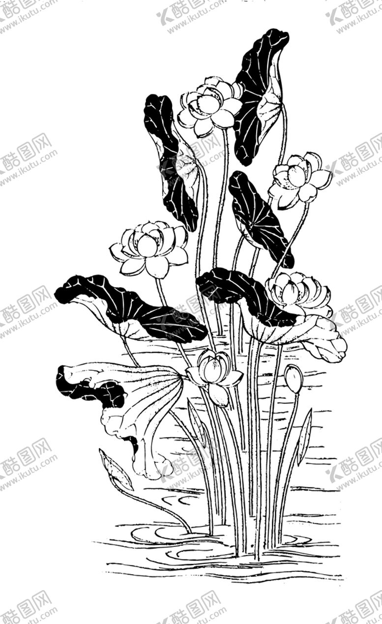编号：17549309200846114938【酷图网】源文件下载-荷花
