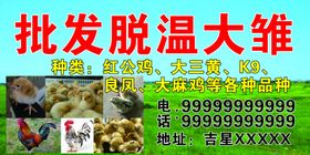批发脱温大雏