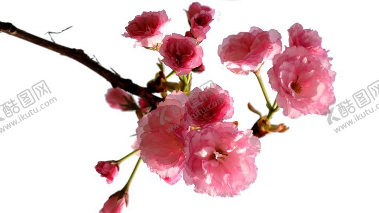 编号：75580411202305537040【酷图网】源文件下载-樱花  