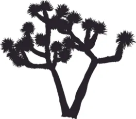 植物系列约书亚树