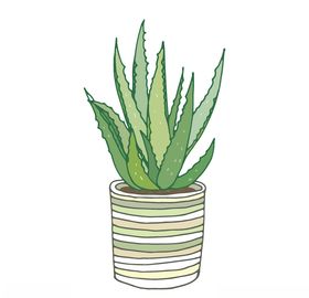 植物手绘