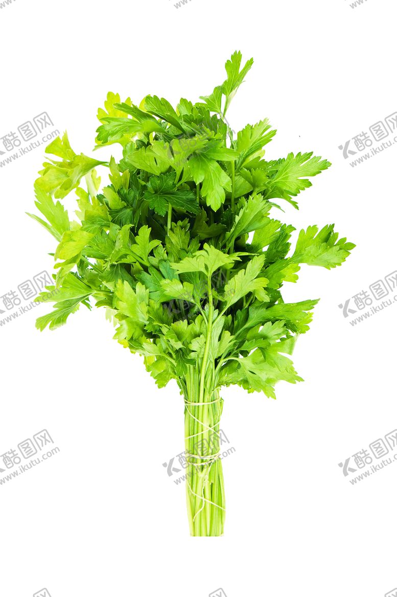 编号：42560710061120097680【酷图网】源文件下载-芹菜