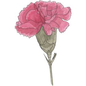 花图片