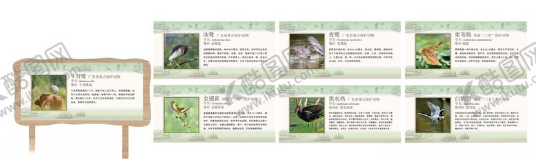 编号：65363802131430181116【酷图网】源文件下载-鸟类科普展牌