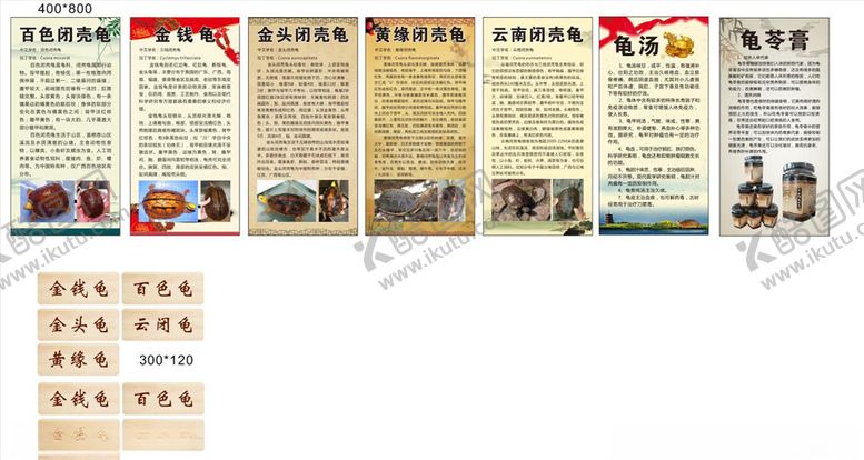 编号：28555010181640598976【酷图网】源文件下载-龟类介绍