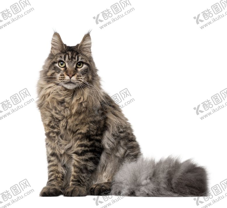编号：59440704230055079648【酷图网】源文件下载-狸花猫