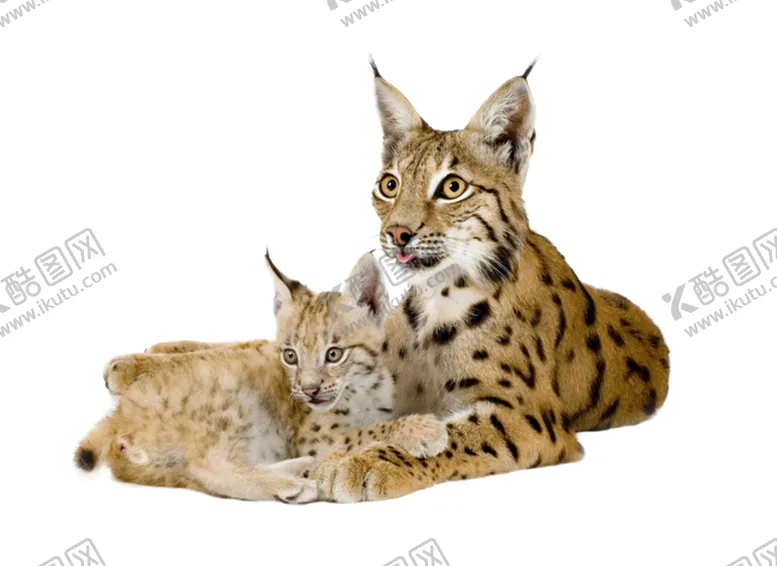 编号：33201103261414474726【酷图网】源文件下载-猞猁