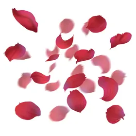 玫瑰花草树木情人节图片花蕊鲜花