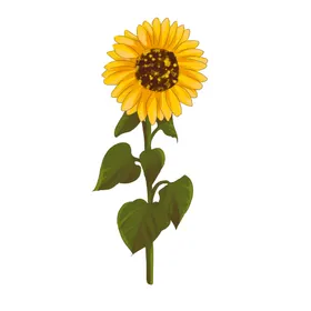 水彩花卉清新插画夏天