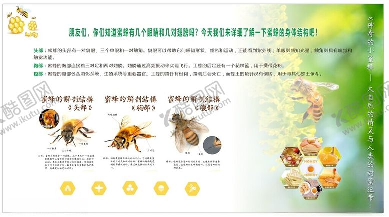 编号：19146705050212134628【酷图网】源文件下载-蜜蜂科普海报