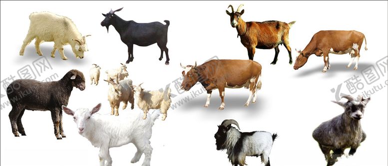 编号：42523210291953282426【酷图网】源文件下载-抠图牛羊