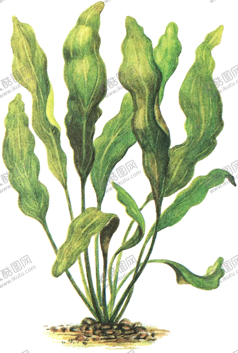 编号：98020706262112249770【酷图网】源文件下载-免扣水生植物素材图片