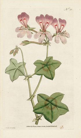 欧式复古色调花朵植物