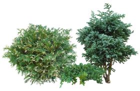 园林植物