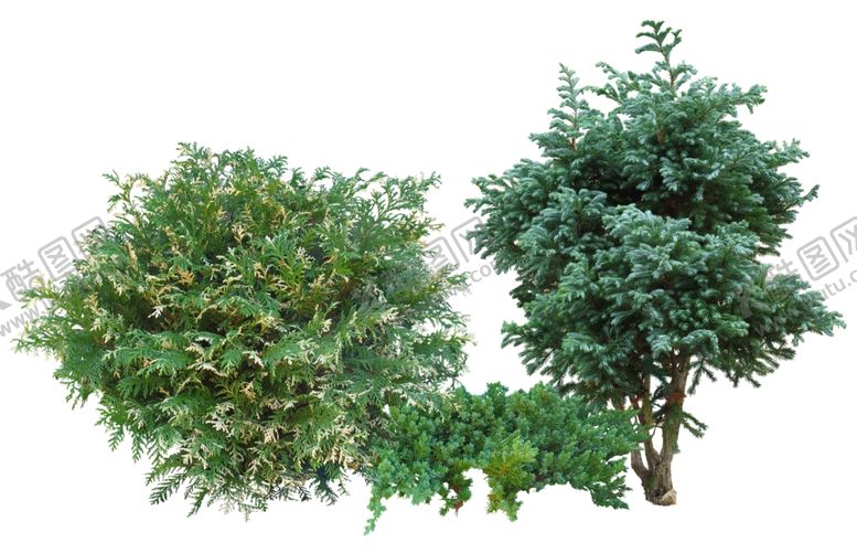 编号：51092409091558241354【酷图网】源文件下载-园林植物