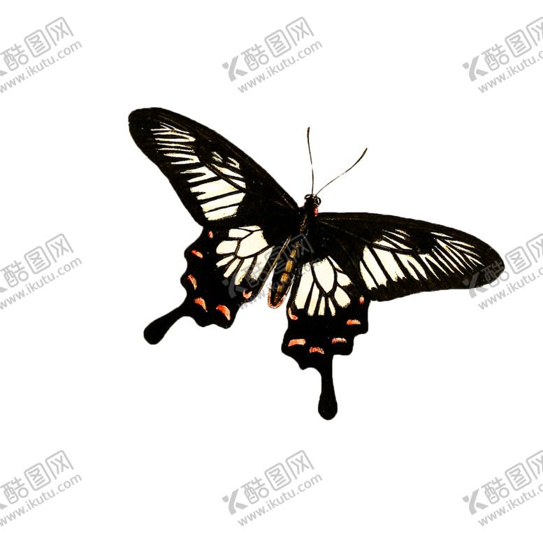 编号：75114509241232401351【酷图网】源文件下载-蝴蝶透明PNG免扣