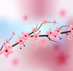 樱花