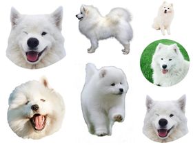 萨摩耶png免扣高清素材