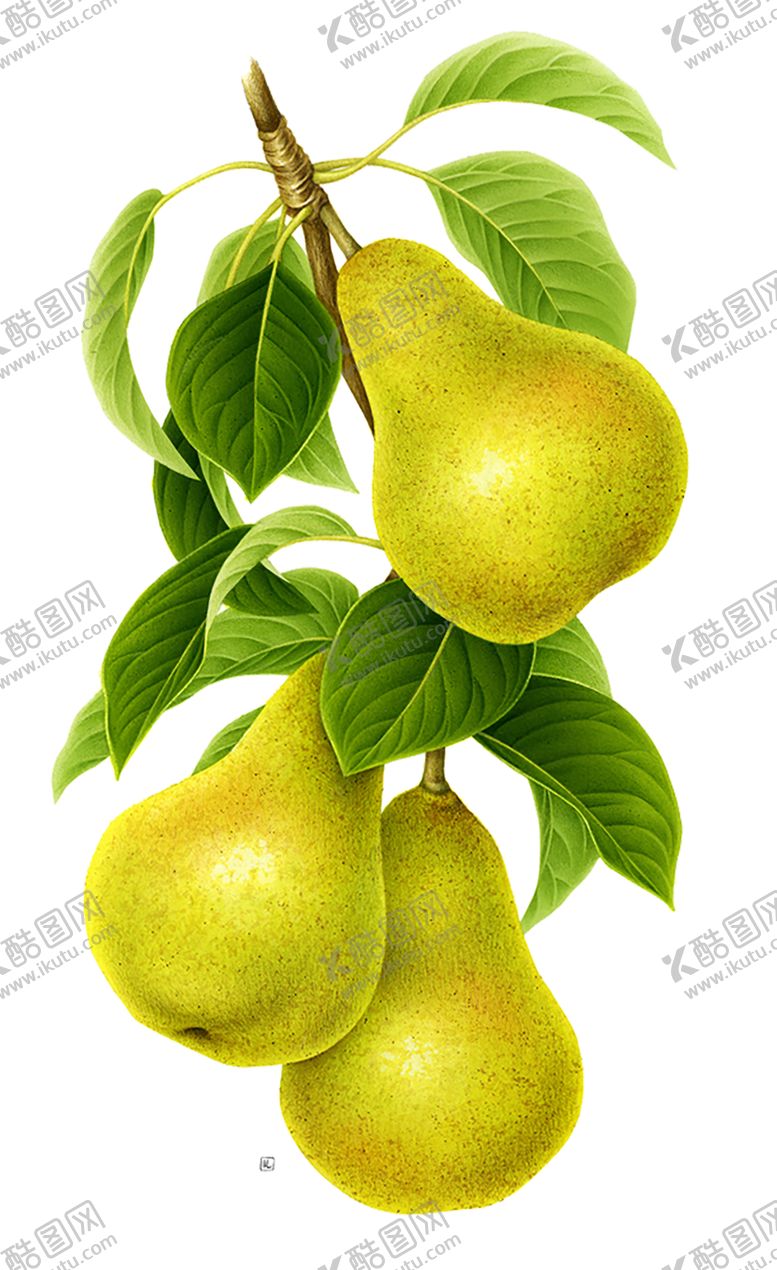 编号：95586409130405583007【酷图网】源文件下载-水果